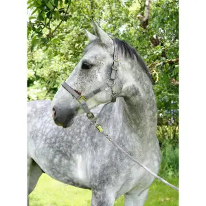 Pony-Halfter Kerbl liam image-3