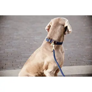 Trela para cão em nylon trançado Kentucky 120 cm image-2