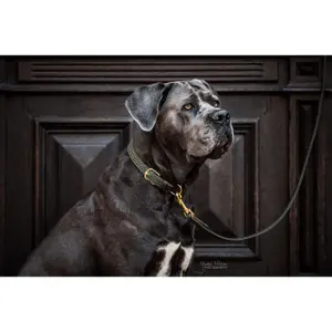 Trela para cão em nylon trançado Kentucky 120 cm image-3