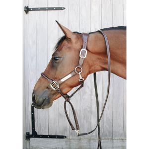 Presentation Horse Lead Rope Kentucky image-2