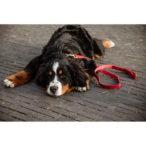 Hundeleine Kentucky Corduroy 120cm image-1