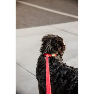 Hundeleine Kentucky Corduroy 120cm image-2