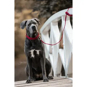 Hundeleine Kentucky Corduroy 120cm image-4