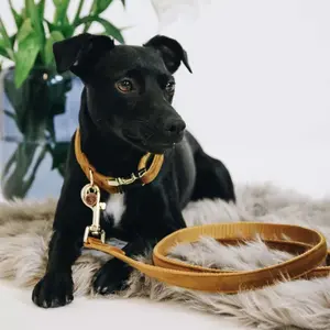 Dog leash Kentucky Velvet 120 cm image-1