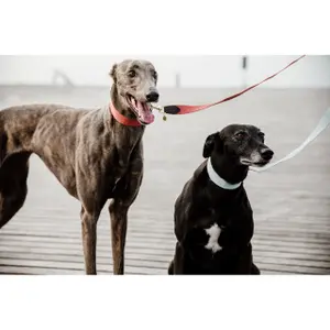 Dog leash Kentucky Jacquard 140cm image-1