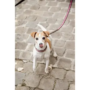 Handmade beaded dog leash Kentucky 250cm image-2