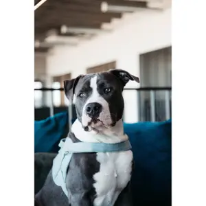 Harnais pour chien laine Kentucky Body Safe image-4