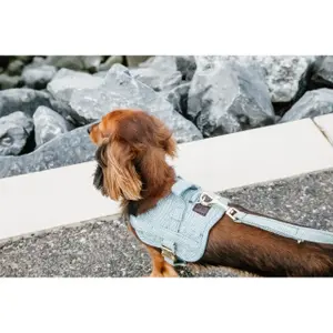 Harnais pour chien laine Kentucky Body Safe image-6