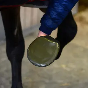 Προστατευτικά πελμάτων για άλογο 5 τεμάχια Kentucky image-2