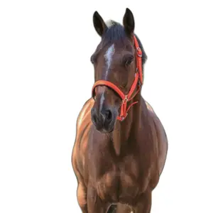 510013222-cavezza-per-cavalli-norton-fluo-arancia