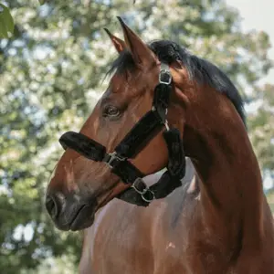 Cavezza per cavalli Norton Full mouton synthétique image-2