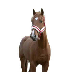 Halter for horse Norton Confort image-1