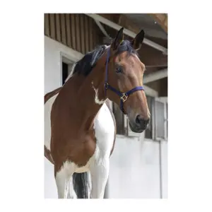 Κολάρο Riding World image-1