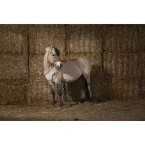 Halter Equithème Ligne image-0