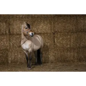 Halter Equithème Ligne image-1