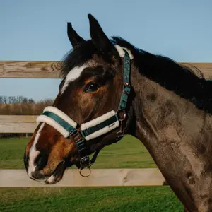 Halfter für Pferd Norton Comfy image-1