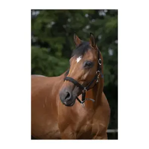 Halter Norton Doublé néoprène image-2