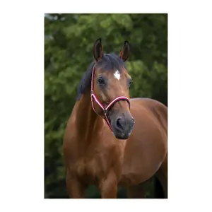 Cabresto para cavalos Norton Doublé néoprène image-1