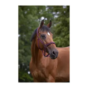 Cabresto para cavalos Norton Doublé néoprène image-2