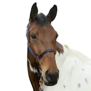 Licol pour cheval Norton Rose gold image-1