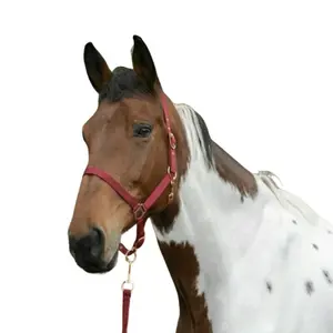 Licol pour cheval Norton Rose gold image-1