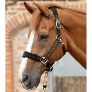 Licol rembourré en polaire pour cheval Premier Equine image-2