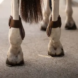 Fetlock guards for ponies Kentucky Horsewear Pro image-4