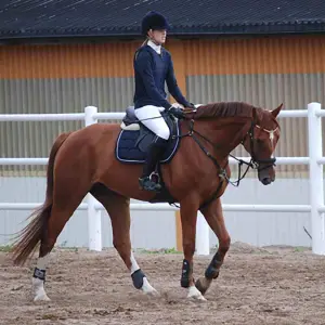 Casque d'équitation Charles Owen Wellington Classic image-1