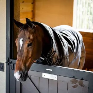 Απομονωτική κουβέρτα σταύλου για άλογα Horseware Amigo Ripstop Plus Stable 350g image-1