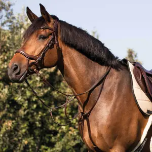 Martingale for horse Acavallo image-1