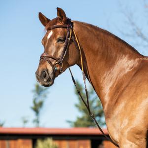 Leather round horse halter Acavallo Italian image-1