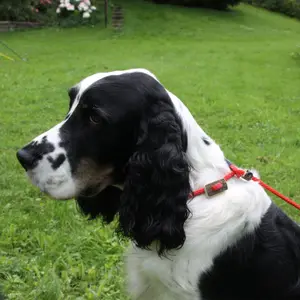 Dog leash Akah Moxon image-3