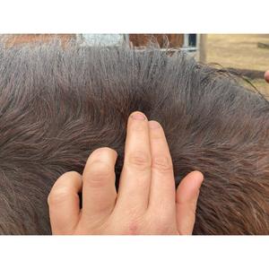 Hästlotion Animaderm Clear image-4