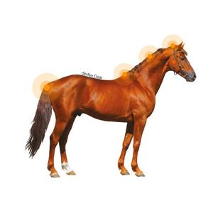 Hästlotion Animaderm Clear image-2