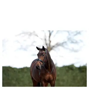 Bridons équitation serre-nuque façonné avec épingles ANKY image-1