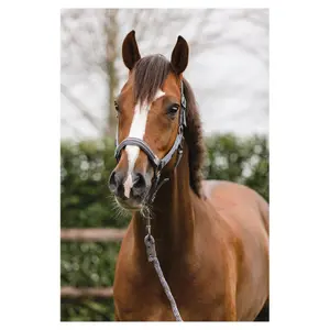 Licol pour cheval et laisse en cuir ANKY Stones image-1