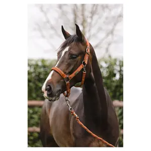 Licol pour cheval et laisse en cuir ANKY Stones image-1