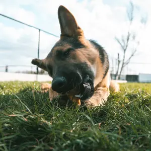 Water fountain for birds in the shape of a miner's lamp with glass bottle Duvoplus image-2