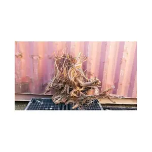 Akvarium dekoration rod Aquavie Curlivigne Extra V2