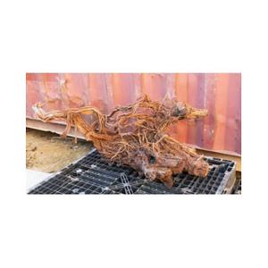 Akvarium dekoration rod Aquavie Curlivigne Extra V2 image-1