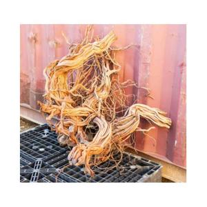 Akvarium dekoration rod Aquavie Curlivigne Extra V2 image-2