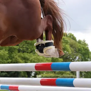 Beinschutz für Pferde ARMA Oxi-zone image-3