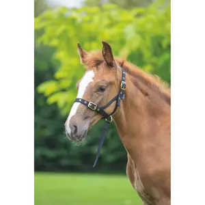 Bridão para cavalo ARMA Foal Slip image-1