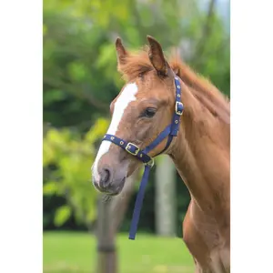 Bridão para cavalo ARMA Foal Slip image-1