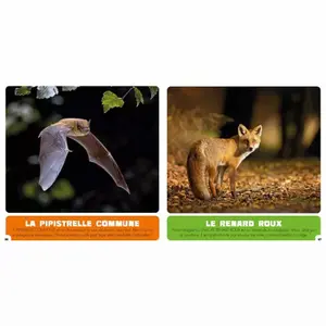 Book animals of belgium Auzou image-2