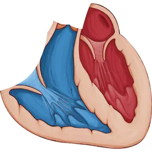 Book for discovering the human bodynew edition Auzou image-1