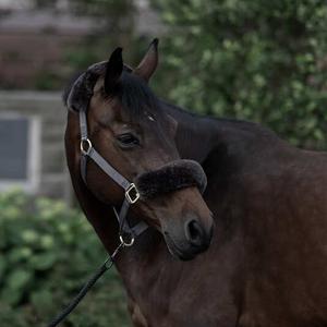 Licol pour cheval avec peau de mouton B Vertigo Laurier image-3