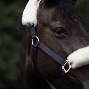 Licol pour cheval avec peau de mouton B Vertigo Laurier image-2