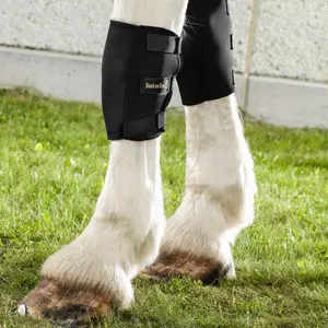 Front gaiters for horses Back on Track Therapeutic image-2