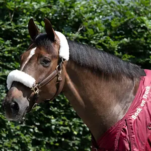 Girth Headcollar Back on Track image-2
